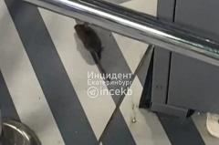 В Академическом в магазине заметили крысу