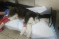 Свердловский водитель сбил домашнюю собаку на пешеходном переходе
