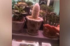 Преподавателя колледжа «отменили» за фото «неприличного» кактуса в рабочем чате