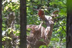 В лесопарке на Краснолесья прохожие видели трех лосей