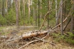 Свердловские силовики раскрыли преступную схему незаконной вырубки леса