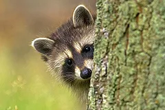 Еноты Московского зоопарка приноровились похищать и разбирать сотовые телефоны