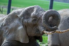 Погибли оба: застреленный африканский слон раздавил охотника