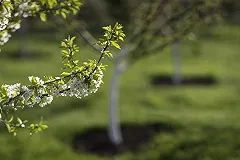 На площади Обороны посадят новые деревья за 1,5 миллиона рублей