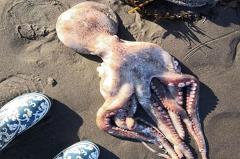 На камчатские пляжи выбросило тысячи морских животных