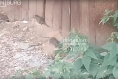 Екатеринбурженка пожаловалась на большое количество крыс во дворе дома на Юго-Западе