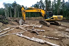 Лесничие Екатеринбурга не знают, как справиться с «чёрными лесорубами»