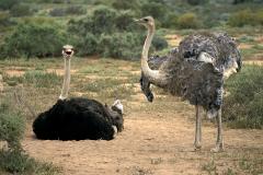Нижегородские приставы арестовали девять страусов