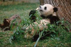 В Китае панда родила медвежонка от тайного друга