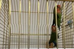 В Нижнем Тагиле из зоомагазина украли попугаев-неразлучников