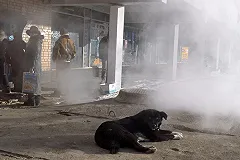 В Екатеринбурге за 32 миллиона будут отлавливать бездомных животных