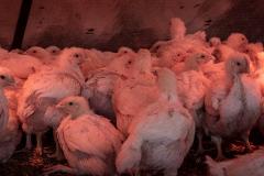 Боровская птицефабрика уничтожит 4,5 млн птиц