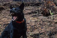 В Екатеринбурге бродячие собаки напали на молодую женщину с сыном
