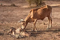 Мертвая корова спровоцировала массовые протесты в Индии