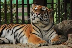 Амурская тигрица екатеринбургского зоопарка начала показываться людям