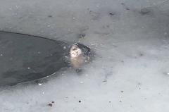Екатеринбуржец заснял в пруду у «Радуги Парка» мёртвую рыбу