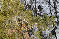 Браконьеры с вертолета застрелили пять лосей в ХМАО