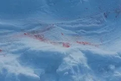 Суд отказал в аресте владельцев собак, загрызших девочку в деревне Пальмино