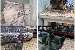 Свердловчанин выбросил умирающую собаку в мусорный бак