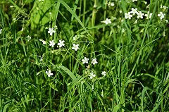 Синоптики предсказали жаркое лето на Урале