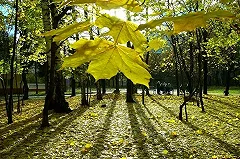 УГМК огородила забором часть Зеленой Рощи