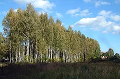 Защитники березовой рощи в Краснолесье дошли до президента