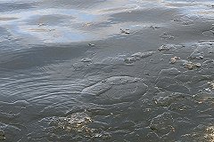 На Преображенском пруду в «Академе» снова видели гуляющего по льду ребенка (ВИДЕО)