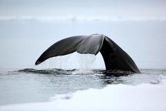 Застрявший в устье реки в Хабаровском крае кит уплыл с ночным приливом