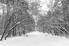 В городе ищут строителя велодорожек на Шарташе — предыдущий ушел со скандалом