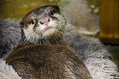 Екатеринбургский зоопарк запускает ежегодный конкурс «Зоо-мистер». Выбираем! (ФОТО)