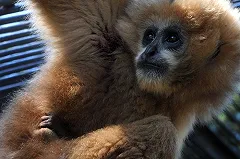 К 8 Марта в Екатеринбургском зоопарке выбрали «Зоомисс-2016»