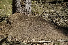 В Челябинской области нашли заживо закопанного новорожденного ребенка