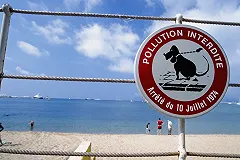 Депутат предложил Ройзману взять «собачий совочек»