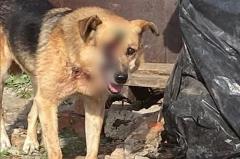 В Свердловской области хозяин изрубил свою собаку топором