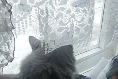 В Дегтярске объявлен сбор старого тюля для нужд фронта