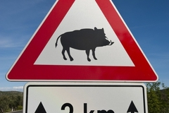 На Среднем Урале участились ДТП с дикими животными