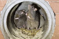 Отравленный «крысиным ядом» мальчик выписан из больницы