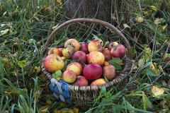 Екатеринбургскому зоопарку подарили полтонны яблок