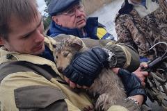 В Свердловской области живодеры пытались утопить четырех щенят в мешке