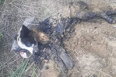 В Тавде вновь животные едва не погибли в луже гудрона