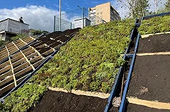 Ковровый многолетний цветник украсит насыпь набережной за Макаровским мостом (ФОТО)