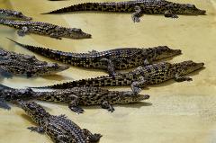 В Екатеринбурге крокодиловая ферма хочет подарить питомцев зоопарку Тбилиси