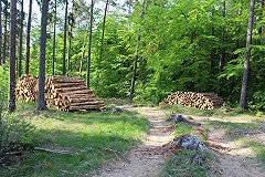 В Польше началась масштабная вырубка Беловежской пущи