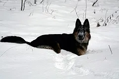 Скопище мертвых собак обнаружили горожане на ЕКАД