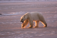 Президент России объявил арктический военный поход