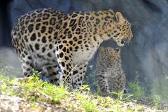 Дальневосточный леопард погиб под колёсами в Приморье