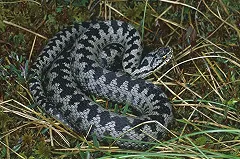 Открыли сезон: ядовитые гадюки покусали двух екатеринбуржцев