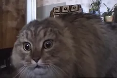 Скончался знаменитый кот-мем