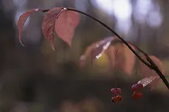 В лесу у 19 военного городка нашли тело молодого парня с признаками суицида