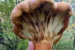 Екатеринбуржец нашёл огромный странный гриб с запахом селёдки